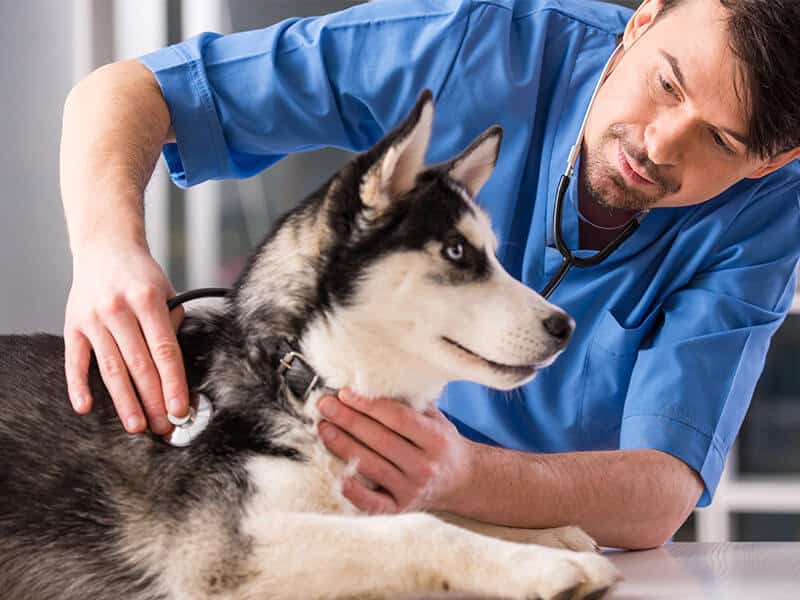 A veterinarian and technician working together to care for a dog