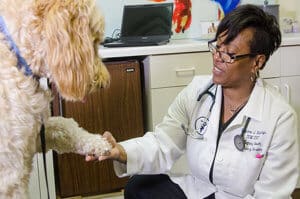 Dr. Suzanne Mullings, veterinarian